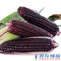 《農友種苗》精選蔬果種子 HV-405黑甜糯玉米(SC-741)
