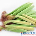 《農友種苗》精選蔬果種子 HV-406玉米筍(SC-765)