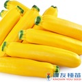 《農友種苗》精選蔬果種子 HV-420黃皮夏南瓜(金亮)