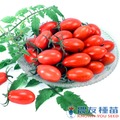 《農友種苗》精選蔬果種子 HV-424溫室小番茄(慧珠)