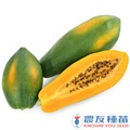《農友種苗》精選蔬果種子 HV-429黃金木瓜(農友一號)