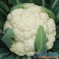 《農友種苗》精選蔬果種子 HV-428雲華花椰菜