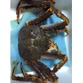 帝王蟹 - 活體（每隻2.5~3公斤）