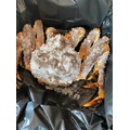帝王蟹 - 冷凍（每隻2.5~3公斤）