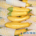 《農友種苗》精選生菜種子 LS-034夏南瓜(玩具型)