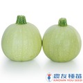 《農友種苗》精選生菜種子 LS-053白球夏南瓜
