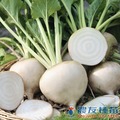 《農友種苗》精選生菜種子 LS-081雪球甜菜根(BE-21)