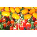 《農友種苗》精選蔬果混合種子 MIX-002雙色小番茄