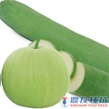 《農友種苗》精選蔬果混合種子 MIX-036瓜瓜樂(冬瓜)