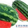 《農友種苗》精選蔬果混合種子 MIX-037瓜瓜樂(西瓜)