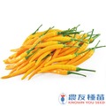 《農友種苗》精選蔬果種子 HV-149黃果朝天椒(金絲雀)