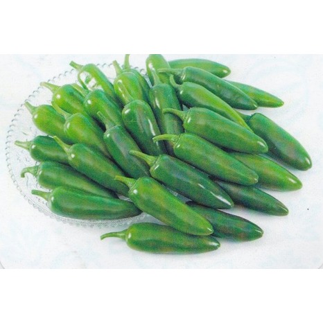 【蔬菜種子S232】墨西哥辣椒 ~~果重約30公克，肉厚，果面光滑不彎曲，辣味特強，播種至採收青果約100天。