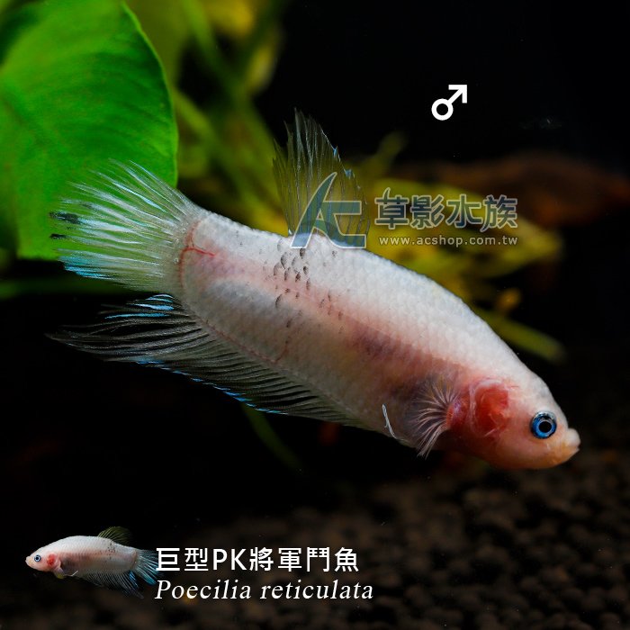 【AC草影】巨型PK將軍鬥魚（對魚）【一對】FAG01248