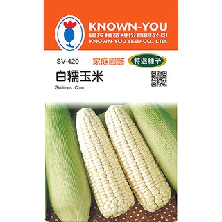 《農友種苗》特選蔬果種子 SV-420白糯玉米