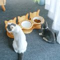 【喵仙兒】三胞胎貓耳實木三碗架組-附瓷碗