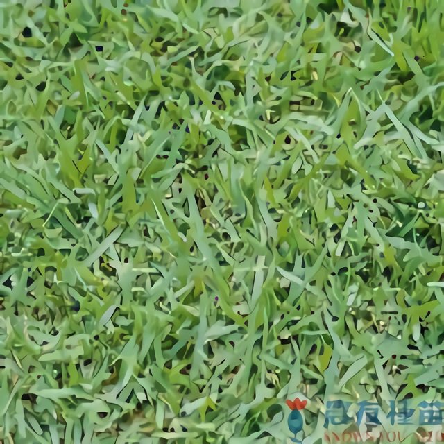 《農友種苗》精選草種子 GS-004 韓國草綠珍(闊葉)
