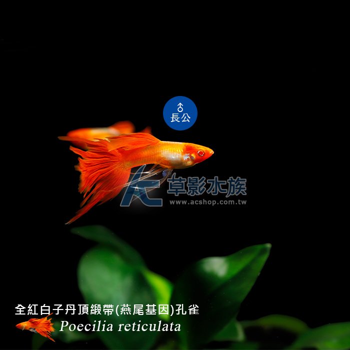 【AC草影】全紅白子丹頂緞帶孔雀（對魚/燕尾基因）【一對】FAD01207