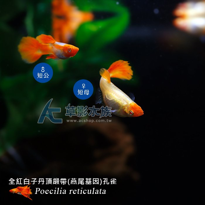 【 ac 草影】全紅白子丹頂緞帶孔雀 對魚 燕尾基因 【一對】 fad 01207