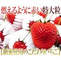 糖蜜日本熊本草莓免運喔