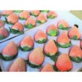 淡雪日本白草莓清甜味美