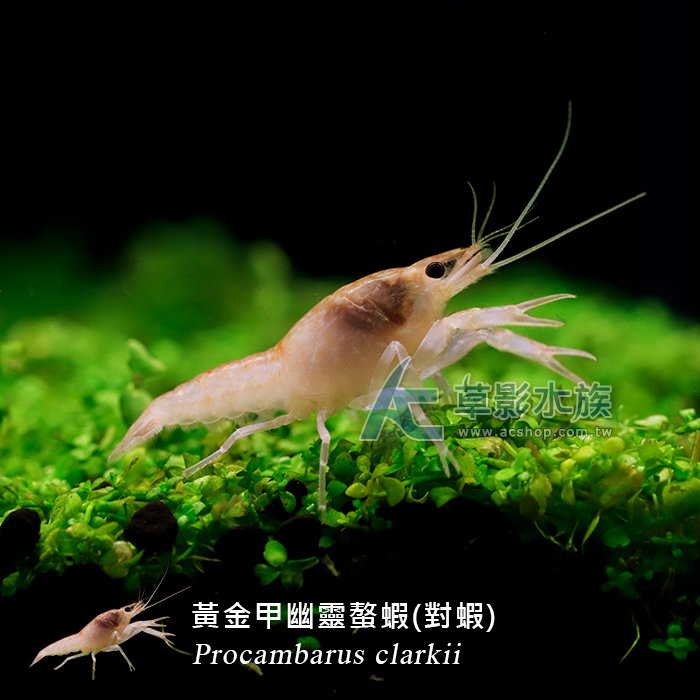 【 ac 草影】黃金甲幽靈螯蝦 對蝦 【一對】 fbb 01062