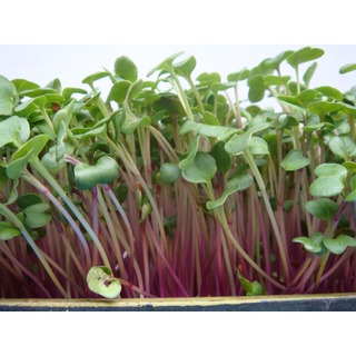 《農友種苗》芽菜種子 SPR-036 紫莖蘿蔔