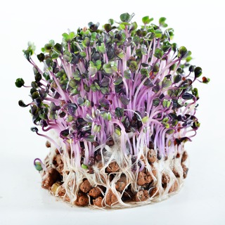 《農友種苗》芽菜種子 SPR-037 紫高麗菜