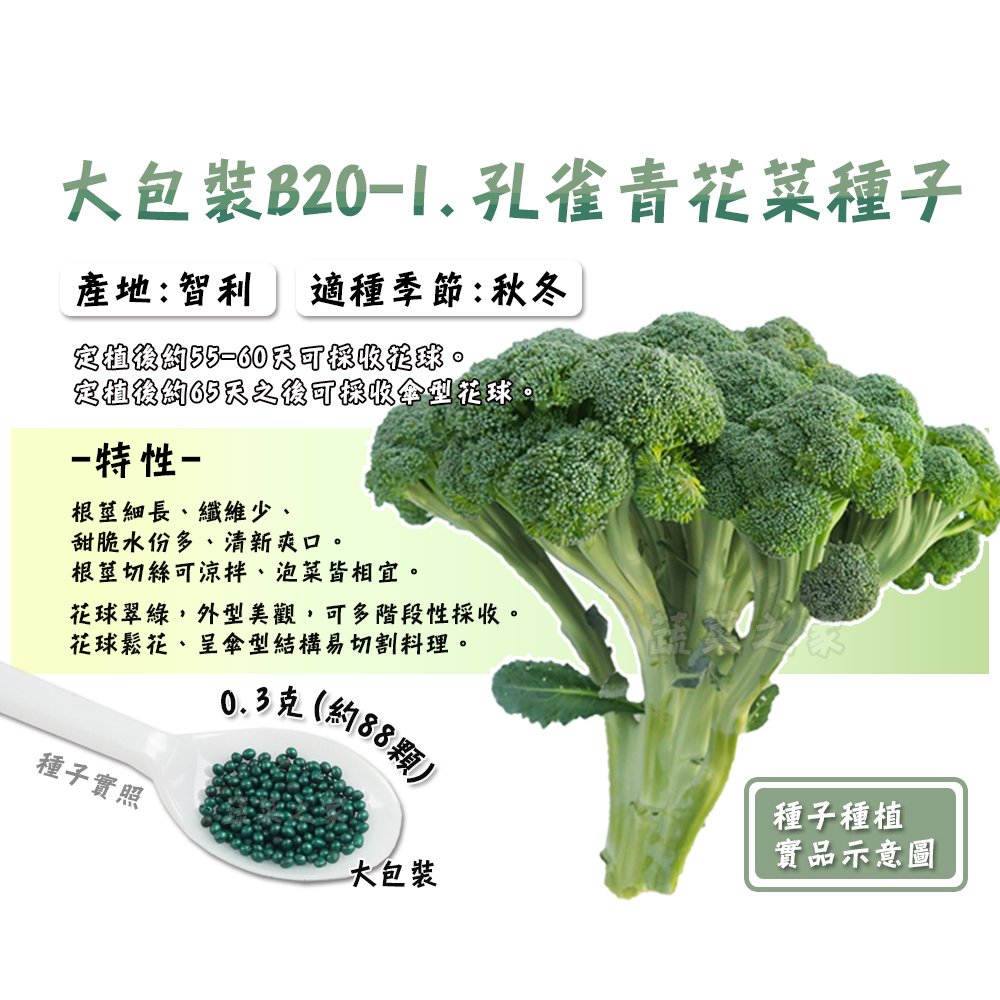 【蔬菜之家】大包裝B20-1.孔雀青花菜種子0.3克(約88顆) 種子 園藝 園藝用品 園藝資材 園藝盆栽 園藝裝飾