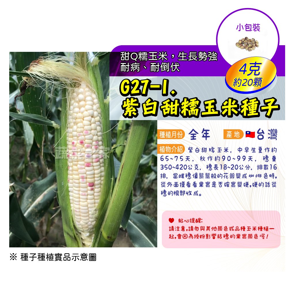 【蔬菜之家】G27-1.紫白甜糯玉米種子4克(約20顆)種子 園藝 園藝用品 園藝資材 園藝盆栽 園藝裝飾