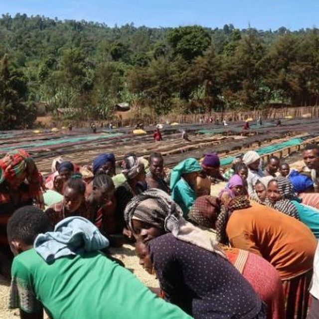衣索比亞 耶加雪菲 果丁丁日曬 淺焙 新產季 咖啡豆