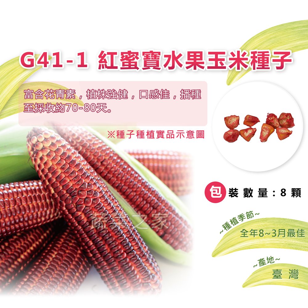 【蔬菜之家】G41-1.紅蜜寶水果玉米種子8顆(有藥劑) 種子 園藝 園藝用品 園藝資材 園藝盆栽 園藝裝飾