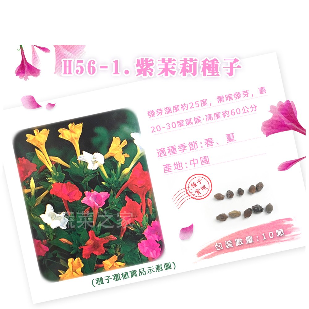 【蔬菜之家】H56-1.紫茉莉種子10顆(貝魯)種子 園藝 園藝用品 園藝資材 園藝盆栽 園藝裝飾