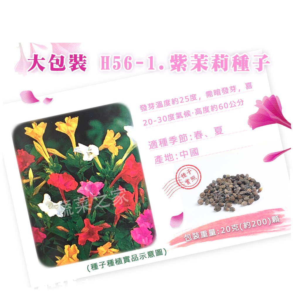 【蔬菜之家】大包裝H56-1.紫茉莉種子 20克(約200顆)(貝魯) 種子 園藝 園藝用品 園藝資材 園藝盆栽 園藝裝飾