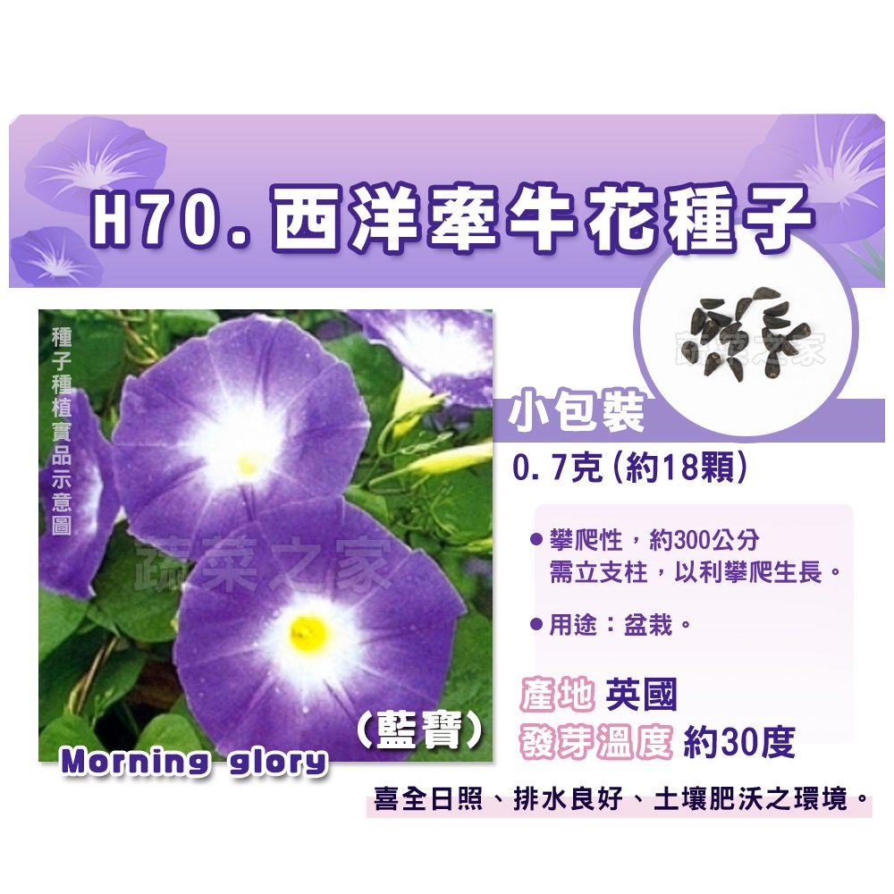 【蔬菜之家】H70.西洋牽牛花種子0.7克(約18顆)(藍寶)種子 園藝 園藝用品 園藝資材 園藝盆栽 園藝裝飾