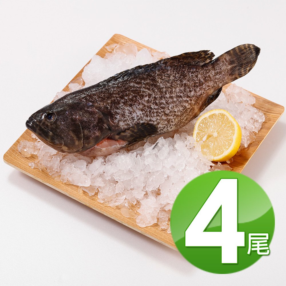 【華得水產】特大龍虎斑石斑魚4尾(500-600g/尾)