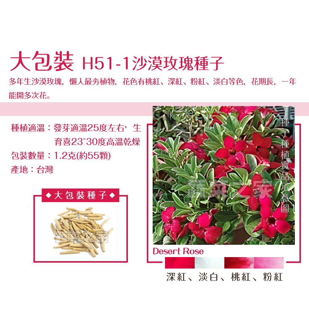 【蔬菜之家00H51-1】大包裝.沙漠玫瑰種子1.2克(約55顆)