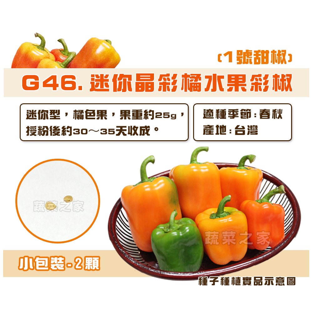 【蔬菜之家】G46.迷你晶彩橘水果彩椒(1號甜椒)種子2顆 種子 園藝 園藝用品 園藝資材 園藝盆栽 園藝裝飾