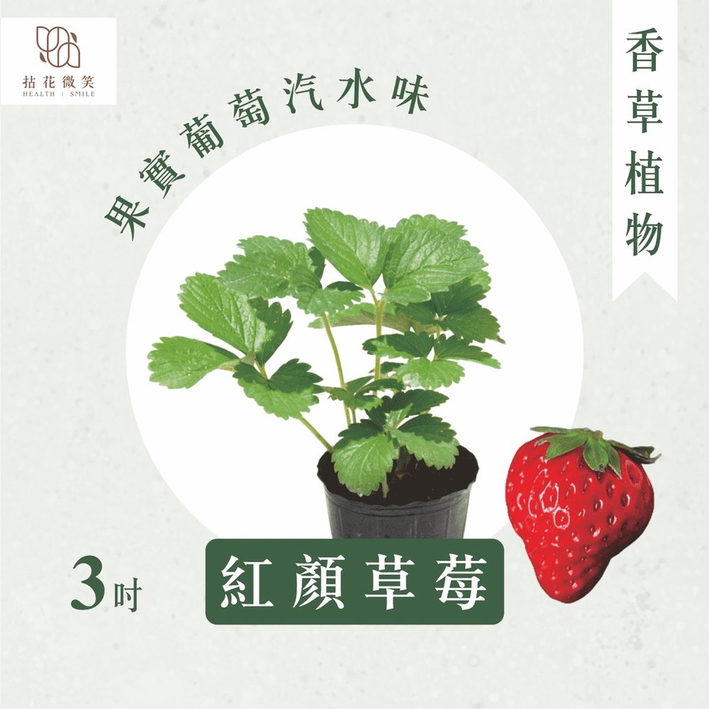 【拈花微笑】紅顏草莓 | 日本靜岡草莓苗 | 3 吋 | 葡萄味 | 汽水味 | 香酸甜 | 果樹 | 水果 | 有機栽培