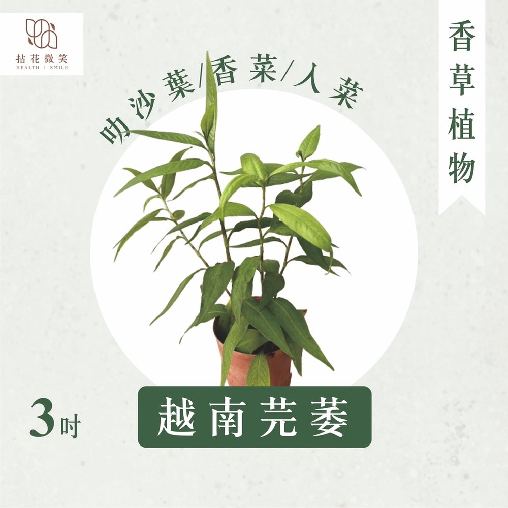 【拈花微笑】越南香菜 | 越南芫萎 | 3 吋 | 香草植物 | 食用植物 | 調味料 | 泡茶飲用 | 沙拉 | 甜點 | 藥用 | 精油 | 觀賞