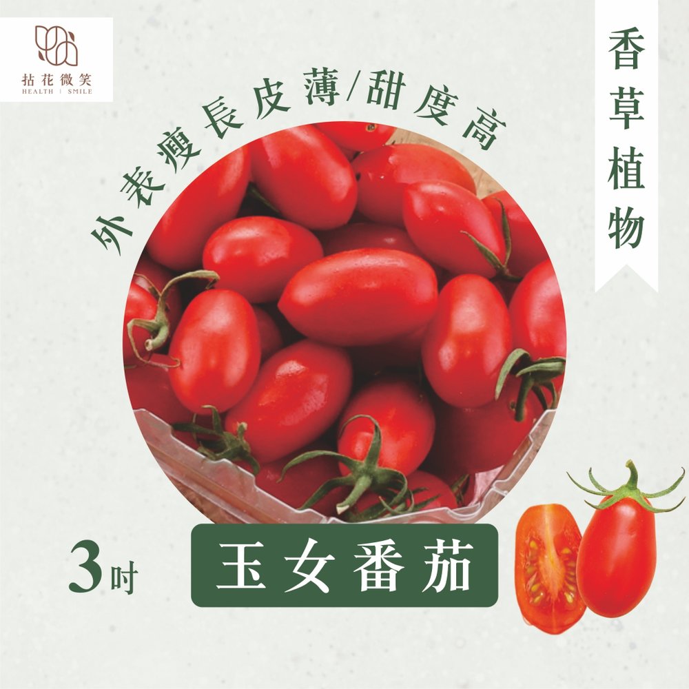【拈花微笑】玉女番茄 | 3 吋 | 菜苗 | 料理 | 食用蔬菜 | 調味料 | 烹飪 | 有機 | 蔬果