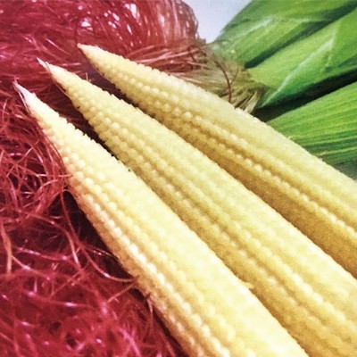 【拈花微笑】玉米筍 | 種子 | 8 g| 非基因改造種子 | 蔬菜 | 蔬果 | 有機無毒 | 高發芽率