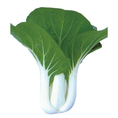【拈花微笑】松成黑白菜 | 種子 | 4 g| 非基因改造種子 | 蔬菜 | 蔬果 | 有機無毒 | 高發芽率