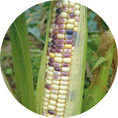 【拈花微笑】紫糯玉米 | 種子 | 8 g| 非基因改造種子 | 蔬菜 | 蔬果 | 有機無毒 | 高發芽率
