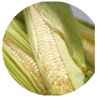 【拈花微笑】白糯玉米 | 種子 | 5 g| 非基因改造種子 | 蔬菜 | 蔬果 | 有機無毒 | 高發芽率