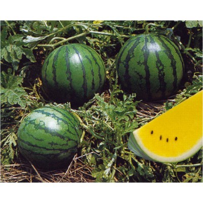 【拈花微笑】金蘭西瓜 | 種子 | 2 g| 非基因改造種子 | 蔬菜 | 蔬果 | 有機無毒 | 高發芽率
