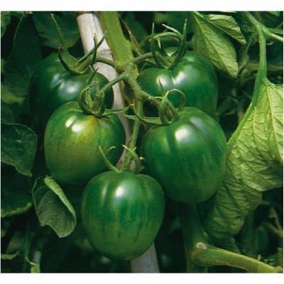【拈花微笑】黑柿 36 號番茄 | 種子 | 25 粒 | 非基因改造種子 | 蔬菜 | 蔬果 | 有機無毒 | 高發芽率