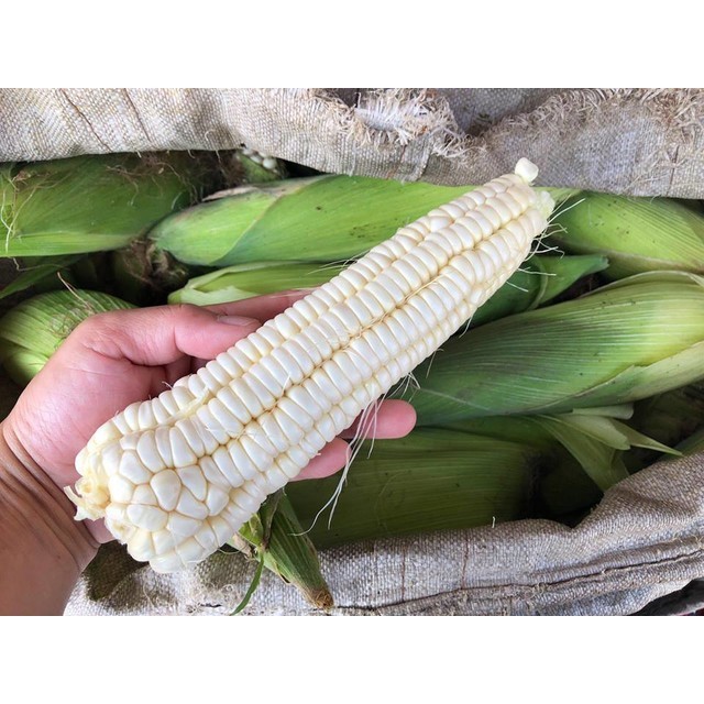 【拈花微笑】土玉米 | 種子 | 30 g| 非基因改造種子 | 蔬菜 | 蔬果 | 有機無毒 | 高發芽率