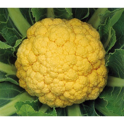 【拈花微笑】黃金花椰菜 | 種子 | 0 5 g| 非基因改造種子 | 蔬菜 | 蔬果 | 有機無毒 | 高發芽率