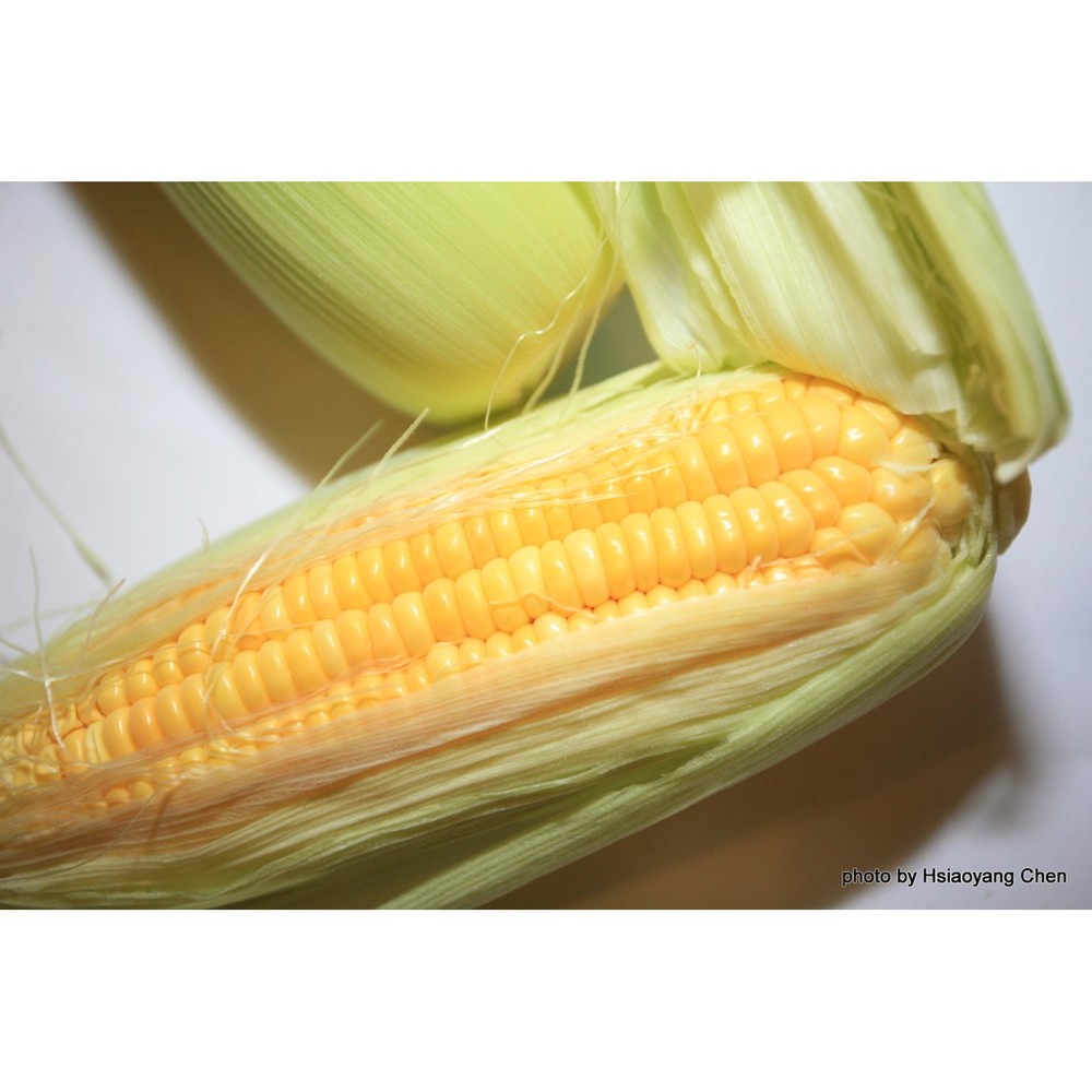 【拈花微笑】甜玉米 | 種子 | 10 g| 非基因改造種子 | 蔬菜 | 蔬果 | 有機無毒 | 高發芽率