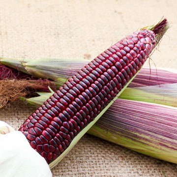 【拈花微笑】黑寶玉米 | 種子 | 15 g| 非基因改造種子 | 蔬菜 | 蔬果 | 有機無毒 | 高發芽率